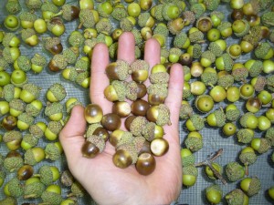 noix,glands chne blanc (quercus alba)-a